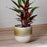 Almeida Glazed Plant Pot, Medium