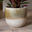 Almeida Glazed Plant Pot