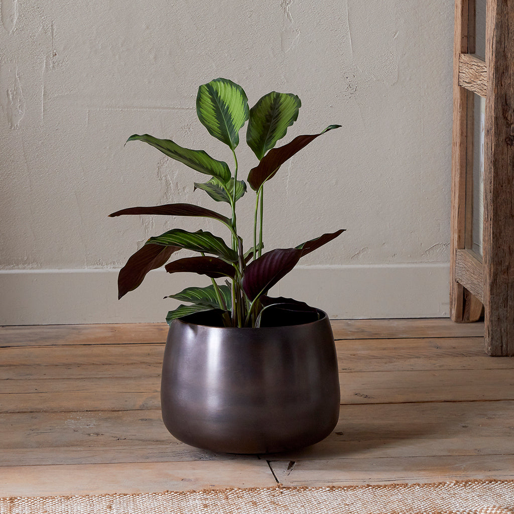 small bronze plant pot Maliki Plant Pot, Aged Bronze