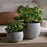 Laoko Olive Grey Planter