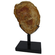 Petrified Wood Slab